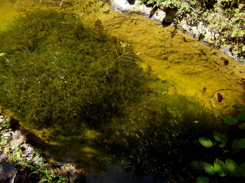 Il Laghetto del Centro di Entomologia - Piombino (LI)